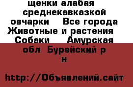 щенки алабая ( среднекавказкой овчарки) - Все города Животные и растения » Собаки   . Амурская обл.,Бурейский р-н